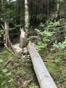 Einsatz THL Baum 21 08 2020 03