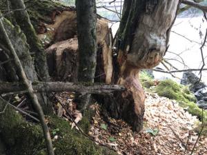Einsatz THL Baum 21 08 2020 12