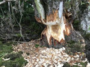 Einsatz THL Baum 21 08 2020 13