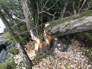 Einsatz THL Baum 21 08 2020 15