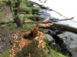 Einsatz THL Baum 21 08 2020 16