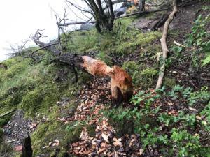 Einsatz THL Baum 21 08 2020 21